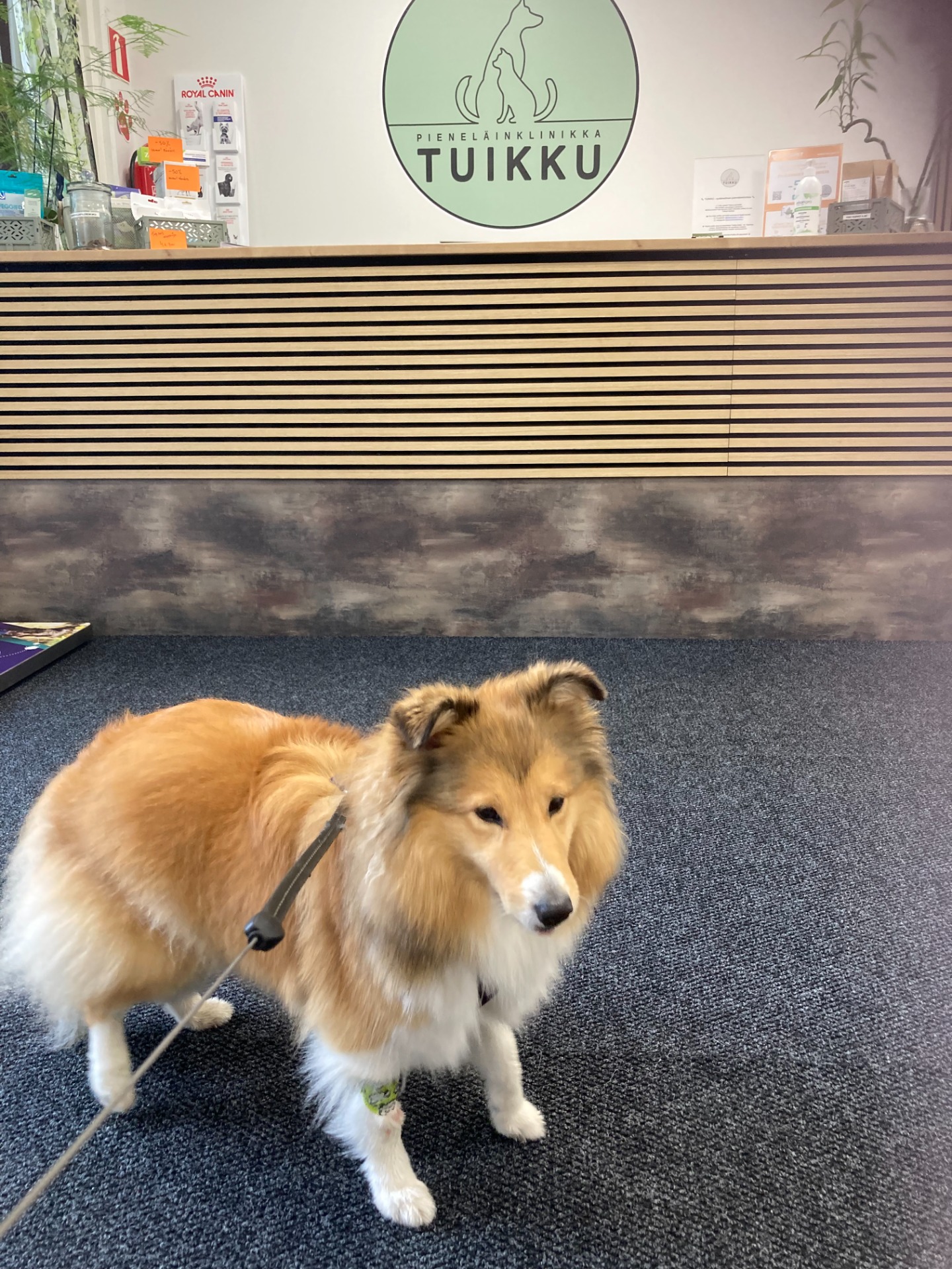 Progetestissä käyty